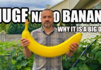 From Doodle to Photoreal: Nano Banana Is Wild