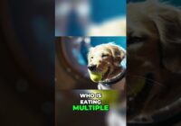 AI Astronaut Golden Retriever: Surreal Video! #shorts