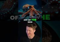 Octopus Design: Stunning Visuals and Voiceover #shorts